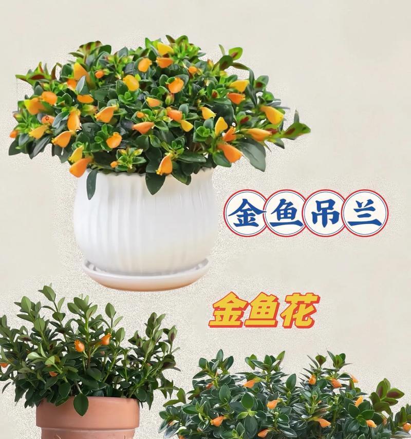 金鱼吊兰有哪些品种？金鱼吊兰品种间的差异是什么？