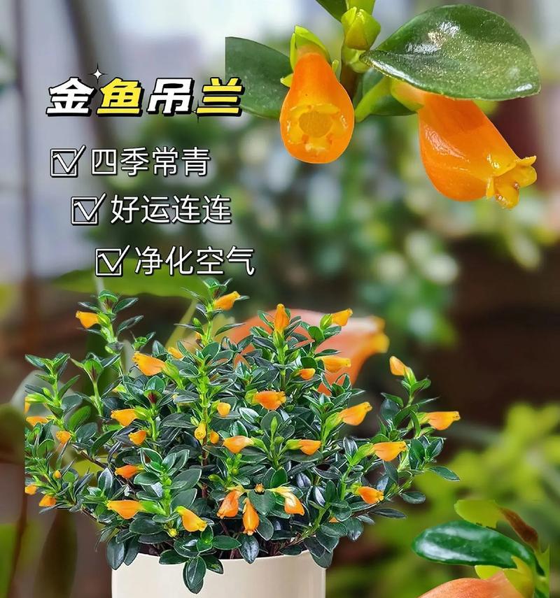 金鱼吊兰有哪些品种？金鱼吊兰品种间的差异是什么？