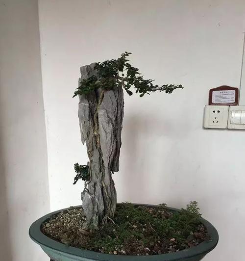 雀舌罗汉松盘根技巧有哪些？如何促进雀舌罗汉松根系发展？