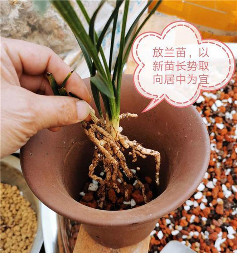 兰花分株的正确步骤和注意事项是什么？