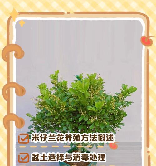 兰花分株的正确步骤和注意事项是什么？