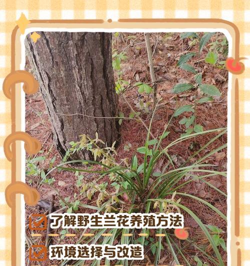 兰花分株的正确步骤和注意事项是什么？