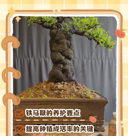 小叶盆景的养护要点是什么？