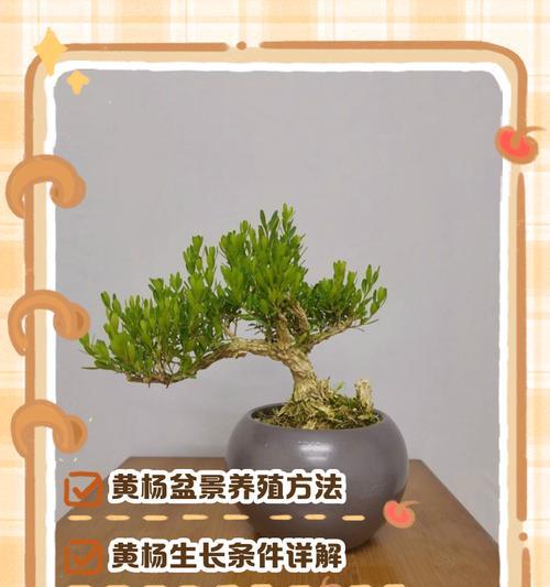 小叶盆景的养护要点是什么？