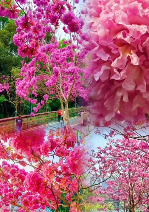 风铃花品种有哪些？如何打造美丽的风铃花景观？