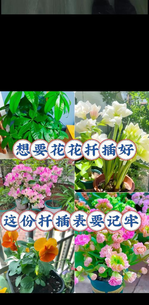 哪些花适合扦插繁殖？扦插繁殖的最佳时机和方法是什么？