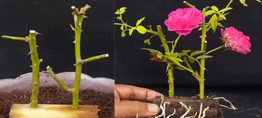 哪些花适合扦插繁殖？扦插繁殖的最佳时机和方法是什么？