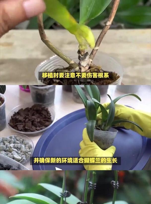 哪些花适合扦插繁殖？扦插繁殖的最佳时机和方法是什么？