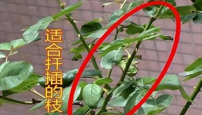月季水插步骤和注意事项？
