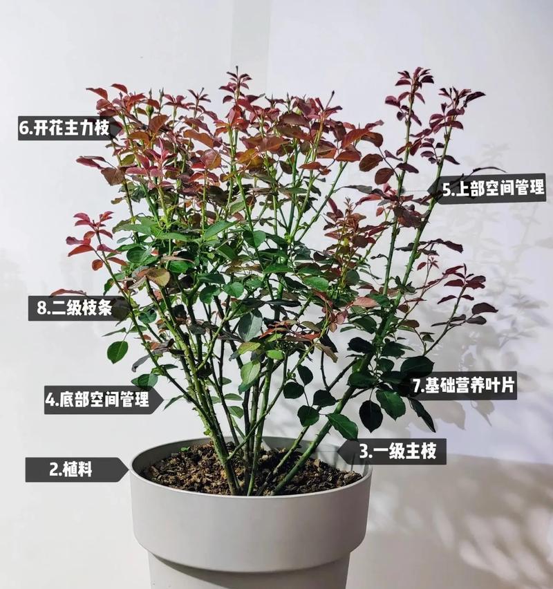 月季水插步骤和注意事项？