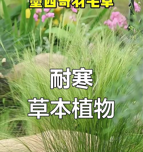 喜阳耐寒的植物有哪些？适合冬季户外种植的植物推荐？