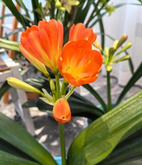 君子兰怎么开花？君子兰开花的条件和养护方法是什么？