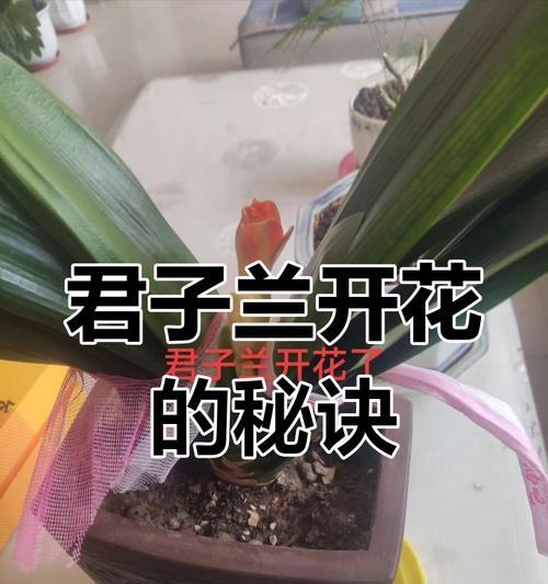 君子兰怎么开花？君子兰开花的条件和养护方法是什么？