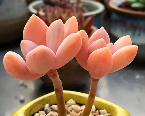 星美人养护要点是什么？如何保持其生长旺盛？