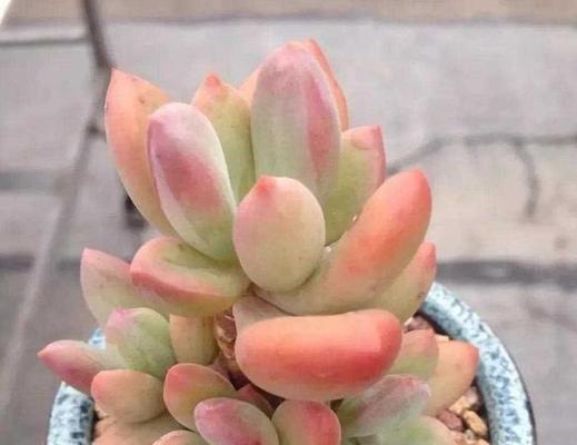 星美人养护要点是什么？如何保持其生长旺盛？