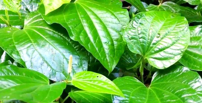去除异味效果好的植物有哪些？它们的作用原理是什么？