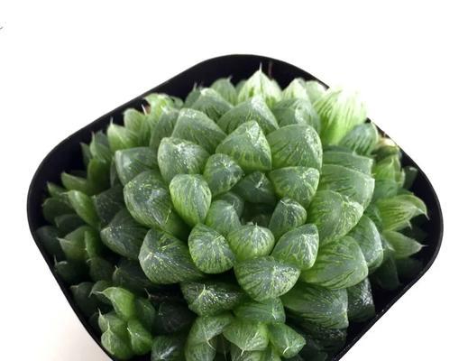 玉露侧芽分株的正确步骤是什么？