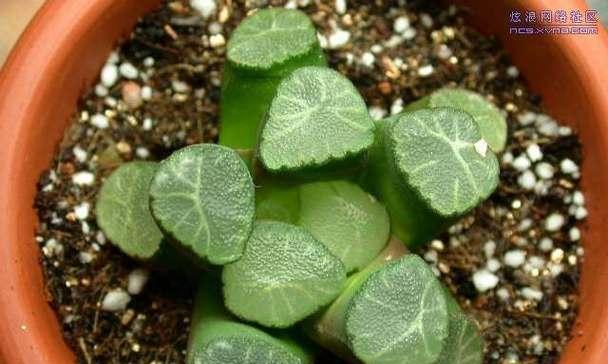 万象植物繁殖技巧是什么？
