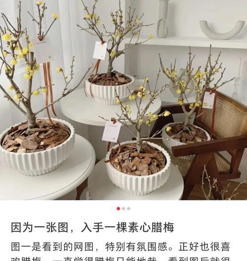 腊梅籽什么时候种最合适？种植方法有哪些？