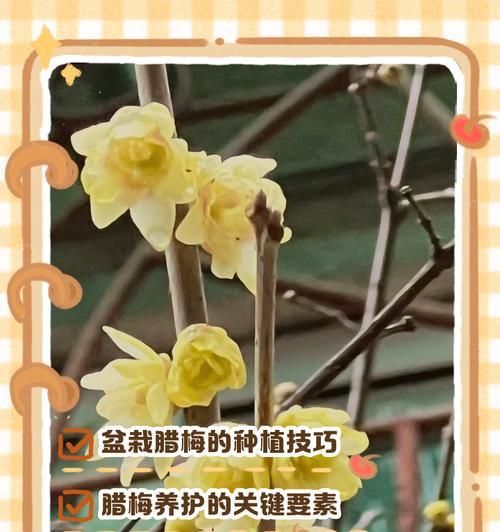 腊梅籽什么时候种最合适？种植方法有哪些？