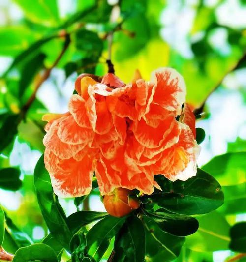 石榴花有哪些品种？石榴花品种选择的建议是什么？