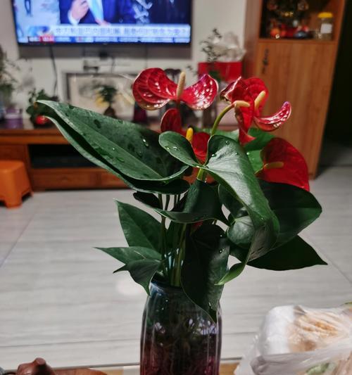 红掌种植的正确方法是什么？如何保持其鲜艳的花色？