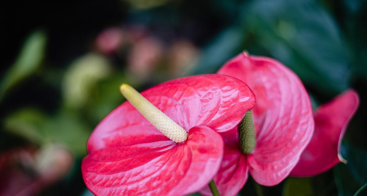 红掌种植的正确方法是什么？如何保持其鲜艳的花色？