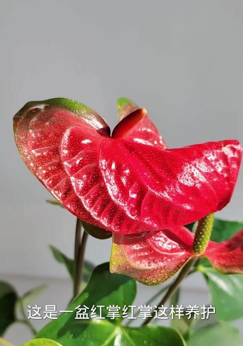 红掌种植的正确方法是什么？如何保持其鲜艳的花色？