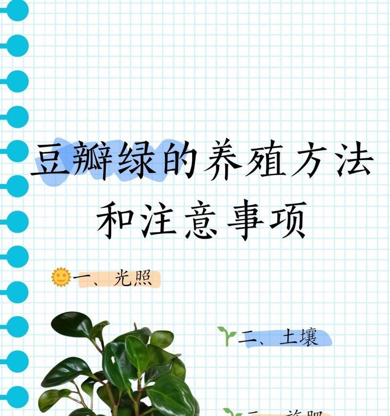 豆瓣绿冬季养护的正确方式是什么？