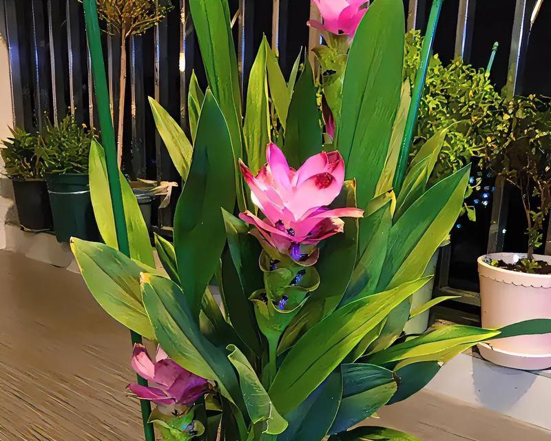 姜荷花有哪些品种？它们各自有什么特点？