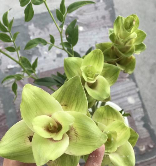 姜荷花有哪些品种？它们各自有什么特点？