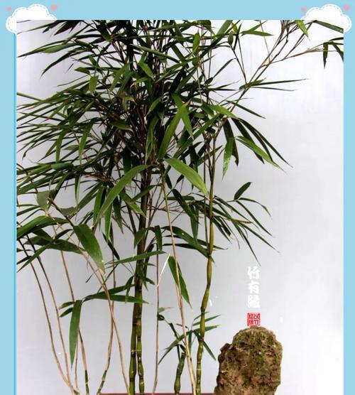 竹子都有哪些品种？不同品种的竹子有何特点？