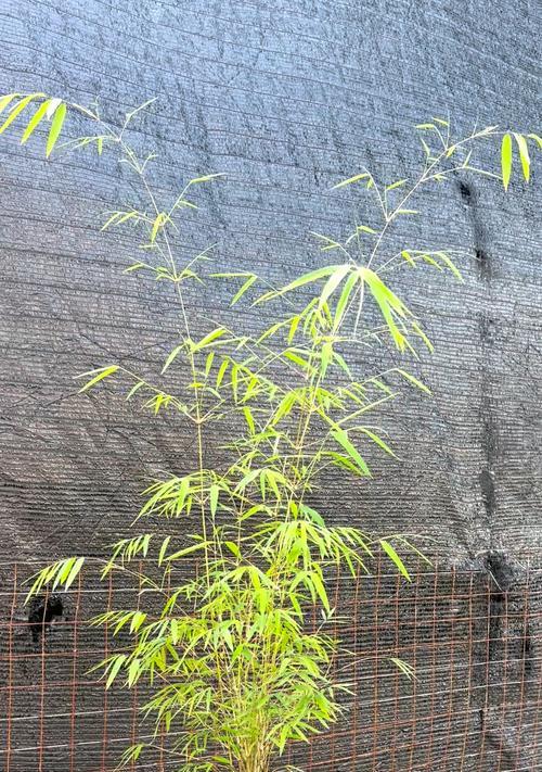 竹子都有哪些品种？不同品种的竹子有何特点？