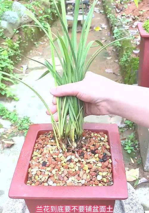 盆栽兰花应该使用哪种土壤？