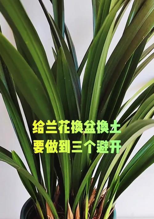 盆栽兰花应该使用哪种土壤？
