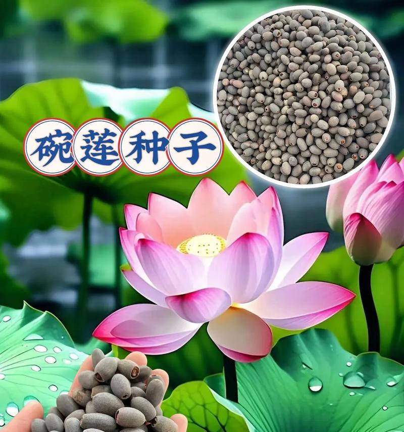 碗莲哪个品种最好看？如何选择？