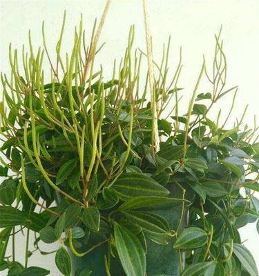 钻石翡翠花怎么养？家庭养护技巧有哪些？