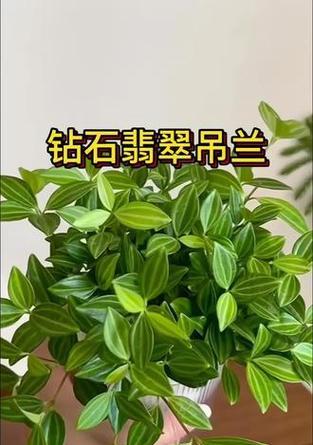 钻石翡翠花怎么养？家庭养护技巧有哪些？