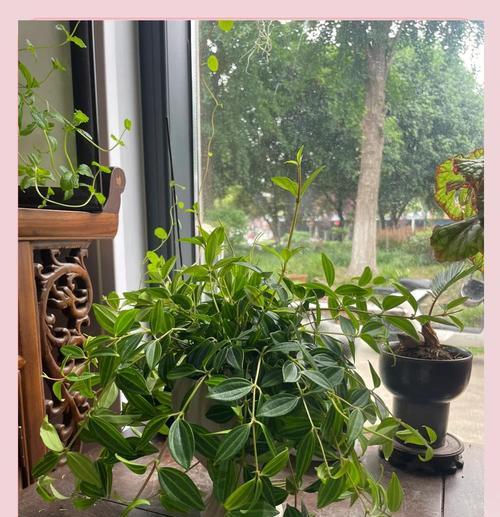 钻石翡翠花怎么养？家庭养护技巧有哪些？