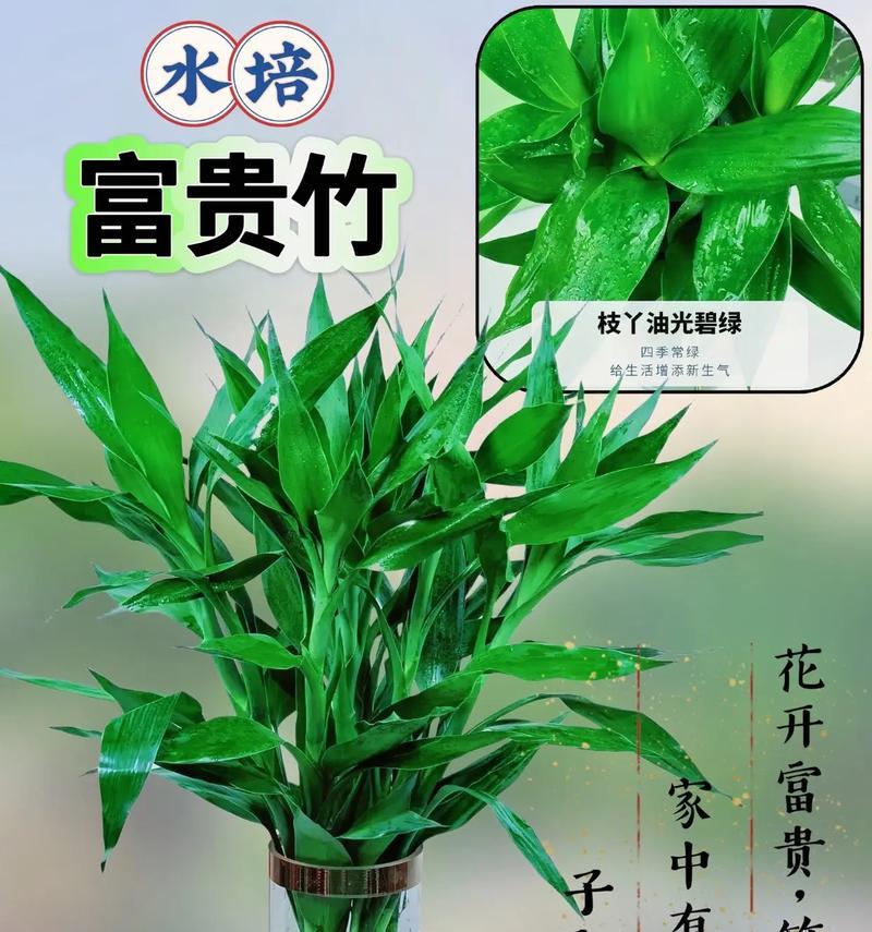 平安竹的养殖方法和注意事项？