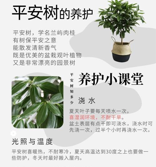 平安竹的养殖方法和注意事项？