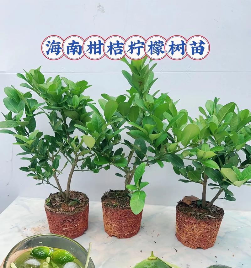盆栽橘子的种植技巧有哪些？
