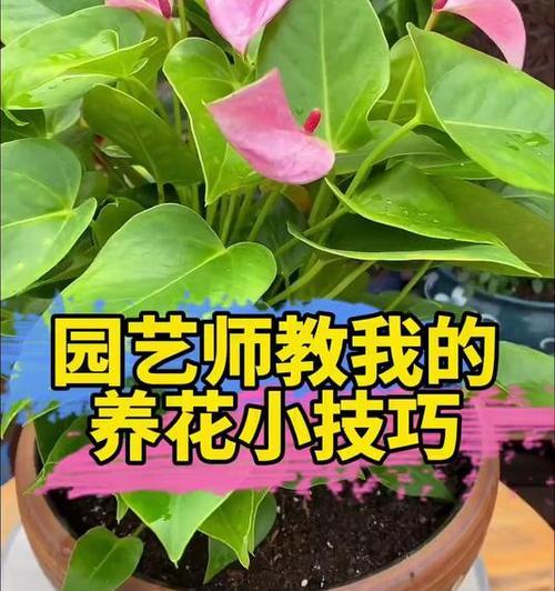 什么可以做花肥？家庭自制花肥的材料和步骤是什么？