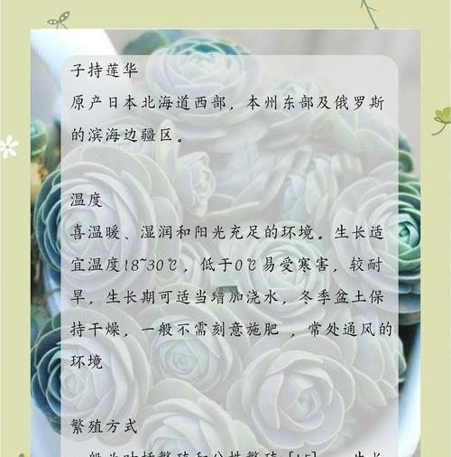 子持莲华开花遇到问题怎么办？