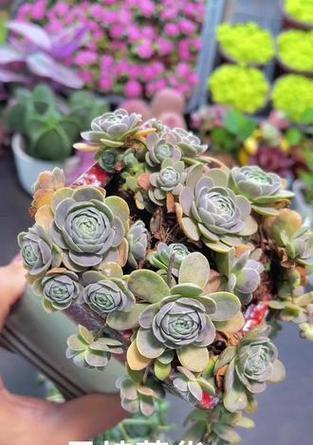 子持莲华开花遇到问题怎么办？