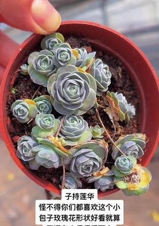 子持莲华开花遇到问题怎么办？