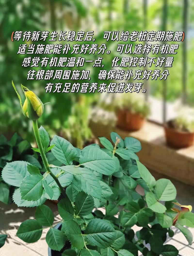 路易十四玫瑰的种植方法是什么？