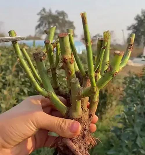 路易十四玫瑰的种植方法是什么？