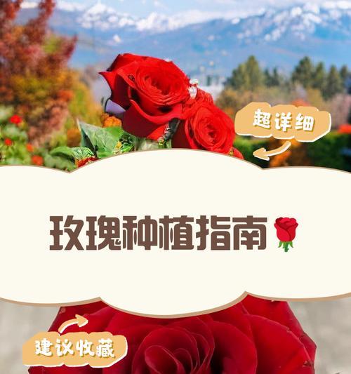 路易十四玫瑰的种植方法是什么？
