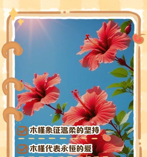 木槿有哪些常见品种？如何区分不同木槿品种？